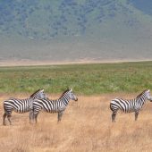  Ngorongoro Crater, TZ